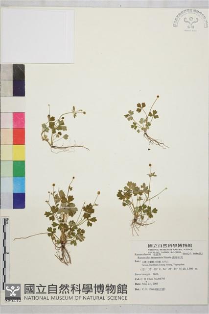 鹿場毛茛藏品圖，第1張