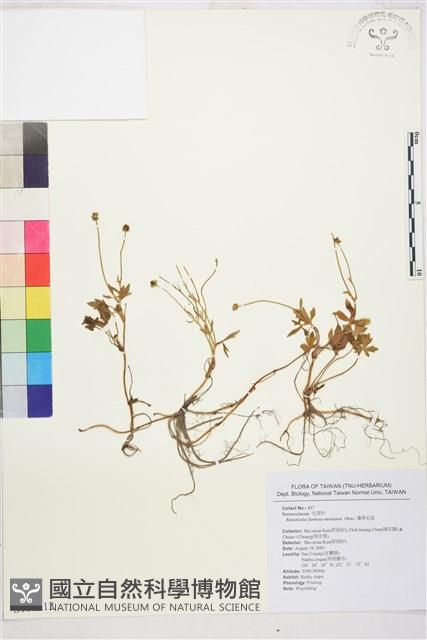 蓬萊毛茛藏品圖，第1張