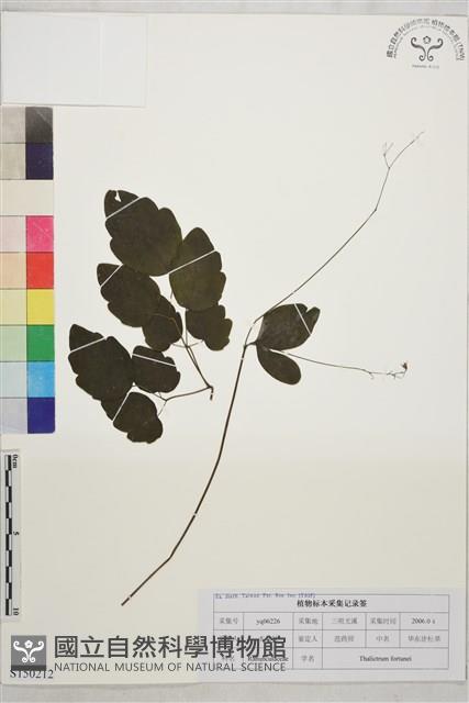 華東唐松草藏品圖，第1張