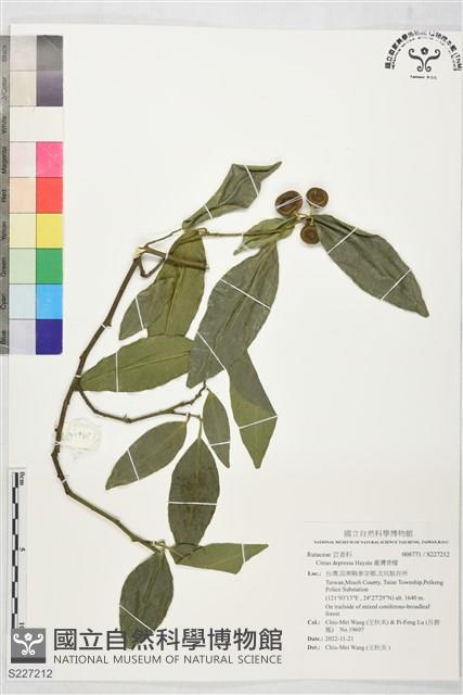 臺灣香檬藏品圖，第1張