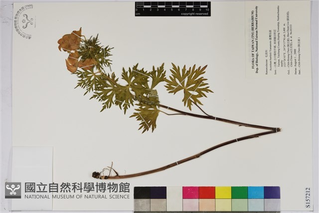 臺灣烏頭藏品圖，第1張