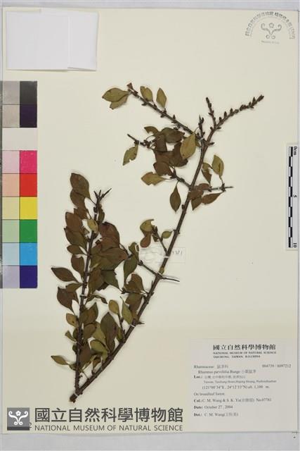 小葉鼠李藏品圖，第1張