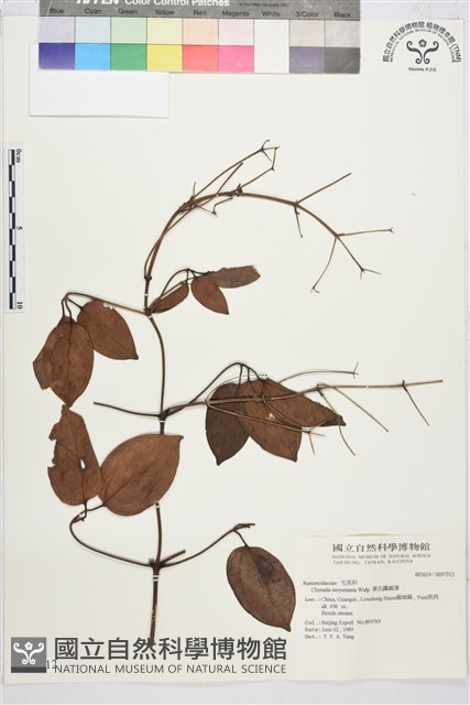 麥氏鐵線蓮藏品圖，第2張