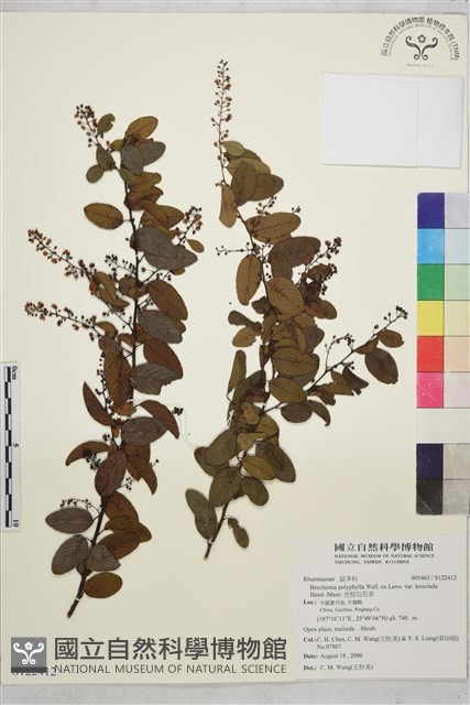 光枝勾兒茶藏品圖，第1張