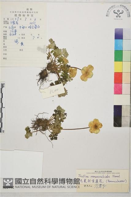 毛茛狀金蓮花藏品圖，第1張