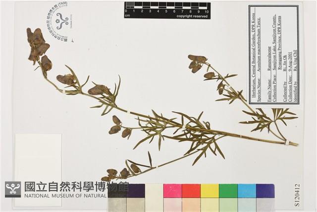 細葉烏頭藏品圖，第1張