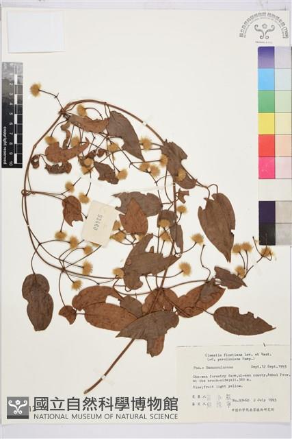 山木通藏品圖，第1張