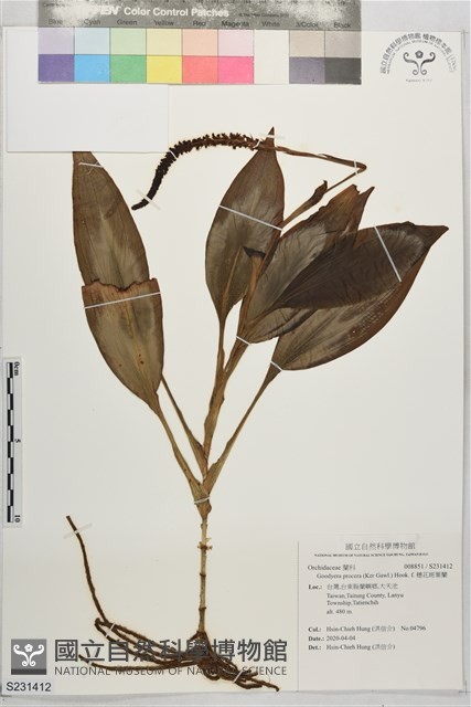 穗花斑葉蘭藏品圖，第1張