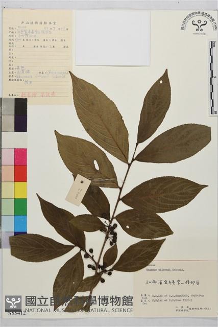 山鼠李藏品圖，第1張