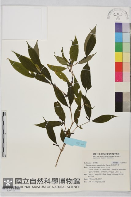 無刺伏牛花藏品圖，第1張