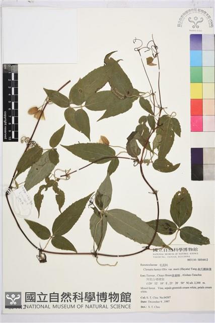 森氏鐵線蓮藏品圖，第1張