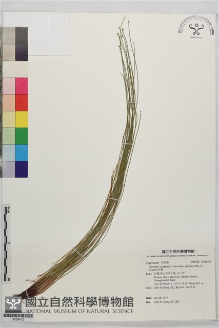 針藺藏品圖，第1張