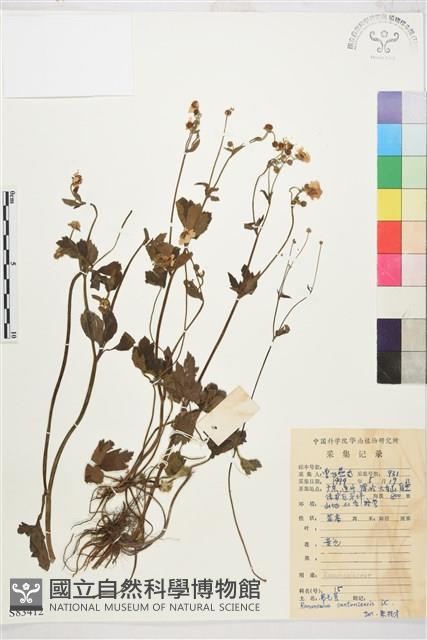 水辣菜、禺毛茛藏品圖，第1張