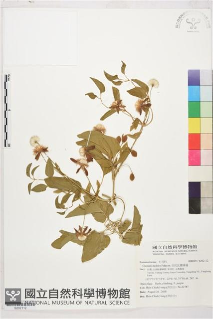 田代氏鐵線蓮藏品圖，第1張