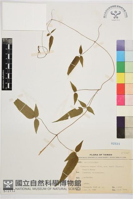 森氏鐵線蓮藏品圖，第2張