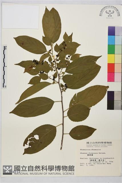 桶鉤藤藏品圖，第1張