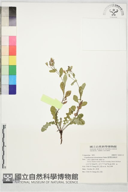 臺灣假黃鵪菜藏品圖，第1張