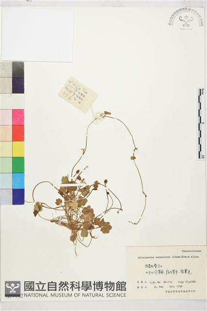 登錄號:S057112藏品圖，第1張