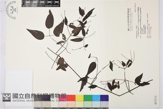 田村氏鐵線蓮藏品圖，第1張