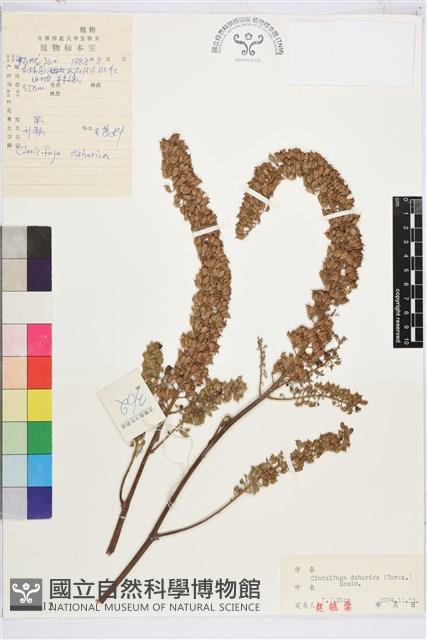 興安升麻藏品圖，第1張