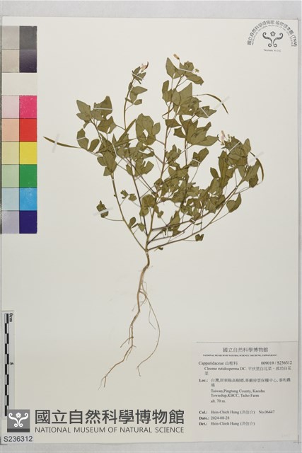 平伏莖白花菜、成功白花菜藏品圖，第1張