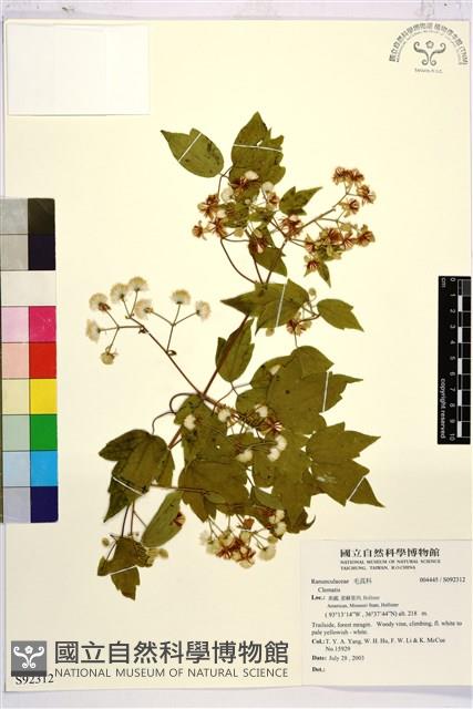 登錄號:S092312藏品圖，第1張