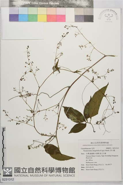 穿山龍藏品圖，第1張
