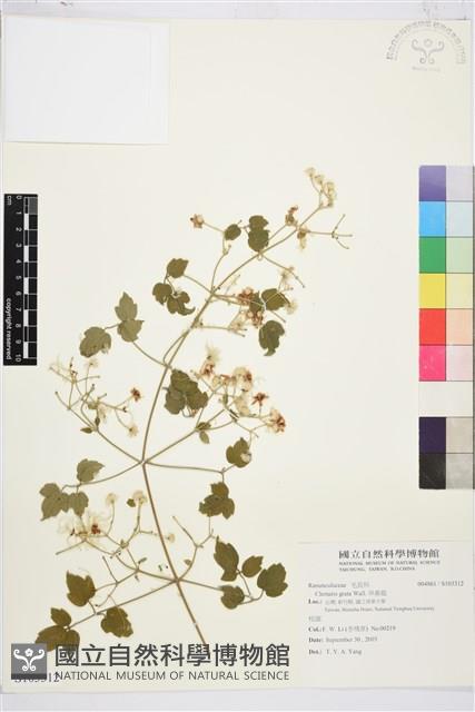 串鼻龍藏品圖，第1張