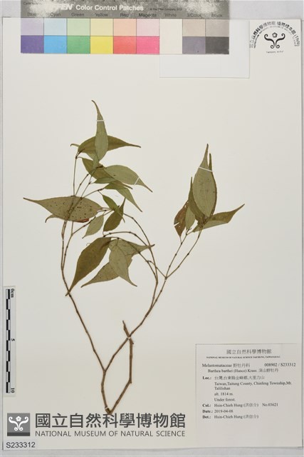 深山野牡丹藏品圖，第1張