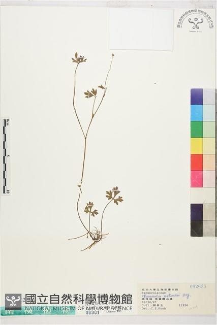 疏花毛茛藏品圖，第1張