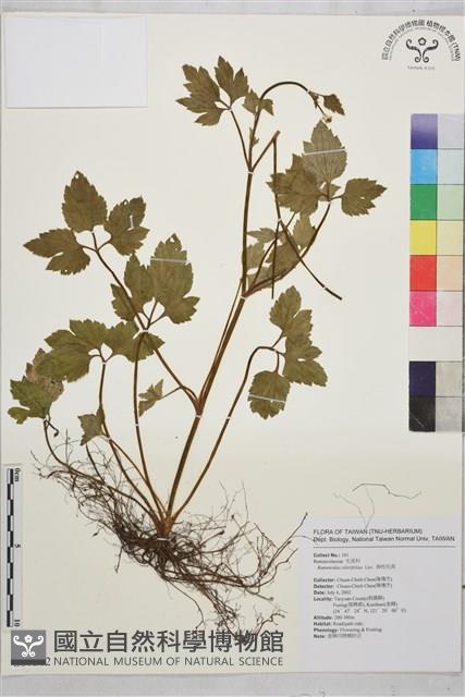 鉤柱毛茛藏品圖，第1張