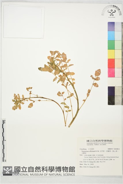 水芥菜、豆瓣菜、無心菜、水甕菜藏品圖，第1張