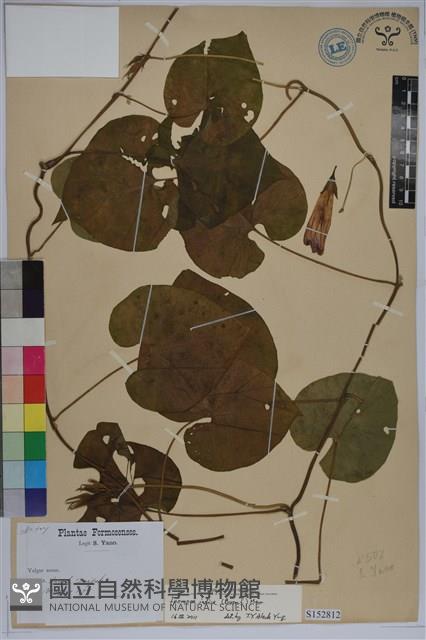 銳葉牽牛藏品圖，第1張