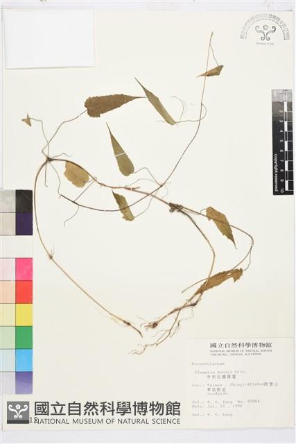 亨利氏鐵線蓮藏品圖，第2張