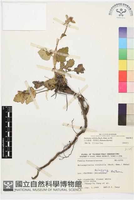 小白頭翁、野棉花藏品圖，第1張