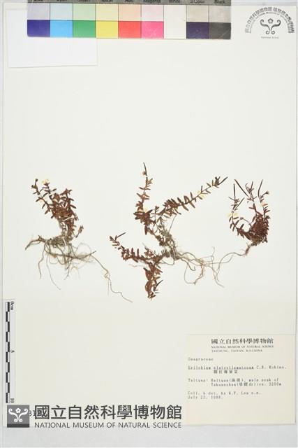 合歡柳葉菜藏品圖，第1張