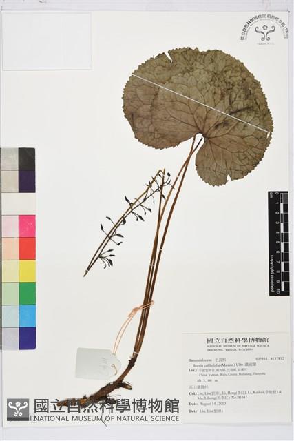 鐵破鑼藏品圖，第1張