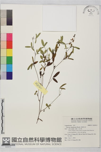 澎湖大豆藏品圖，第1張