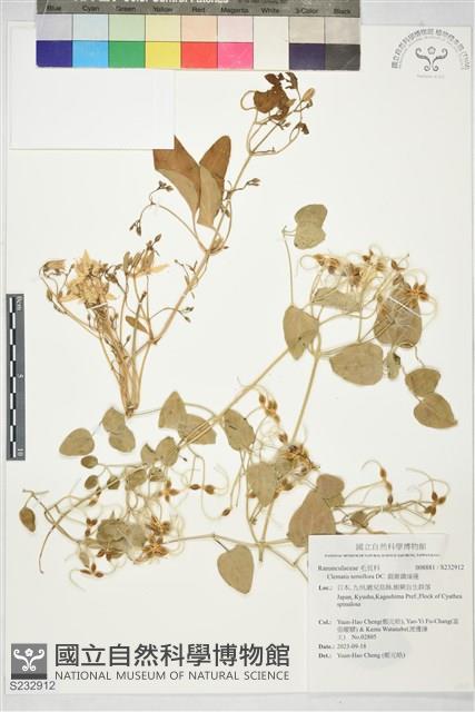圓錐鐵線蓮藏品圖，第1張