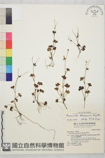 鹿場毛茛藏品圖，第1張