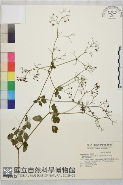 微毛爪哇唐松草藏品圖，第1張