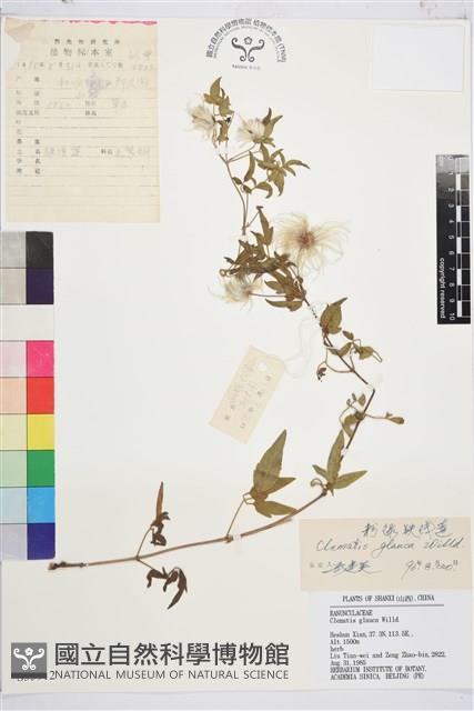 粉綠鐵線蓮藏品圖，第1張