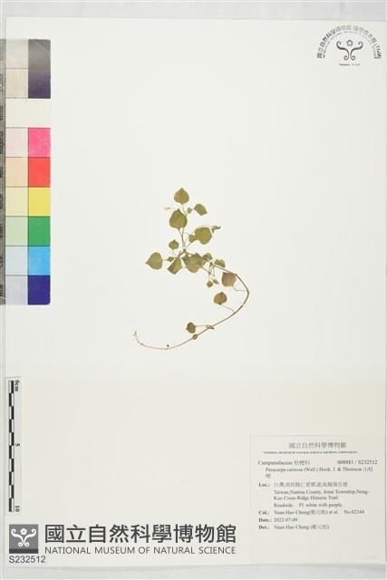 山桔梗藏品圖，第1張