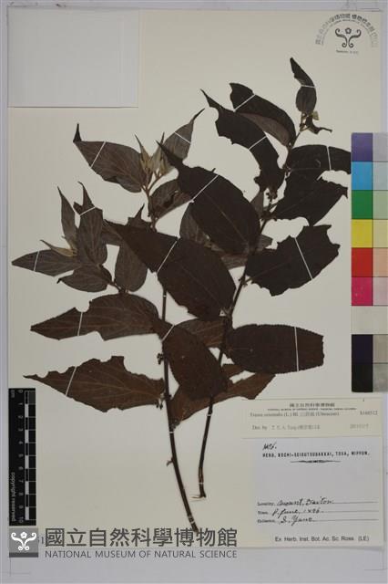 山黃麻藏品圖，第1張