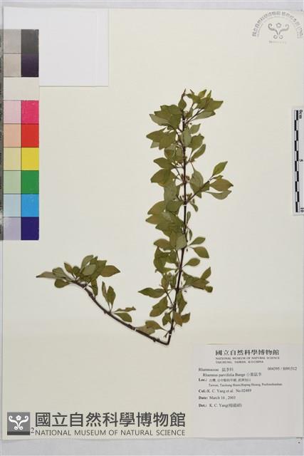 小葉鼠李藏品圖，第1張