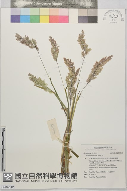 絨毛草藏品圖，第1張