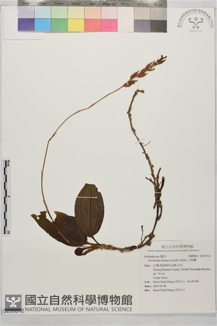 小唇蘭藏品圖，第1張