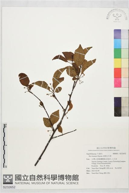 草野氏冬青藏品圖，第1張