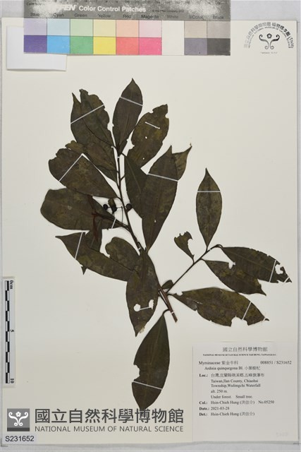 小葉樹杞藏品圖，第1張