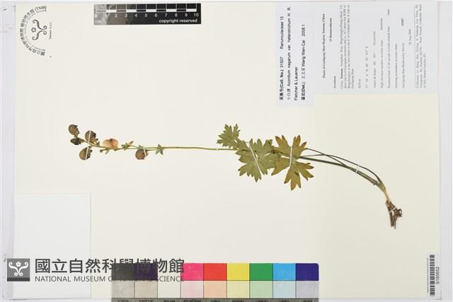 小白撐藏品圖，第1張